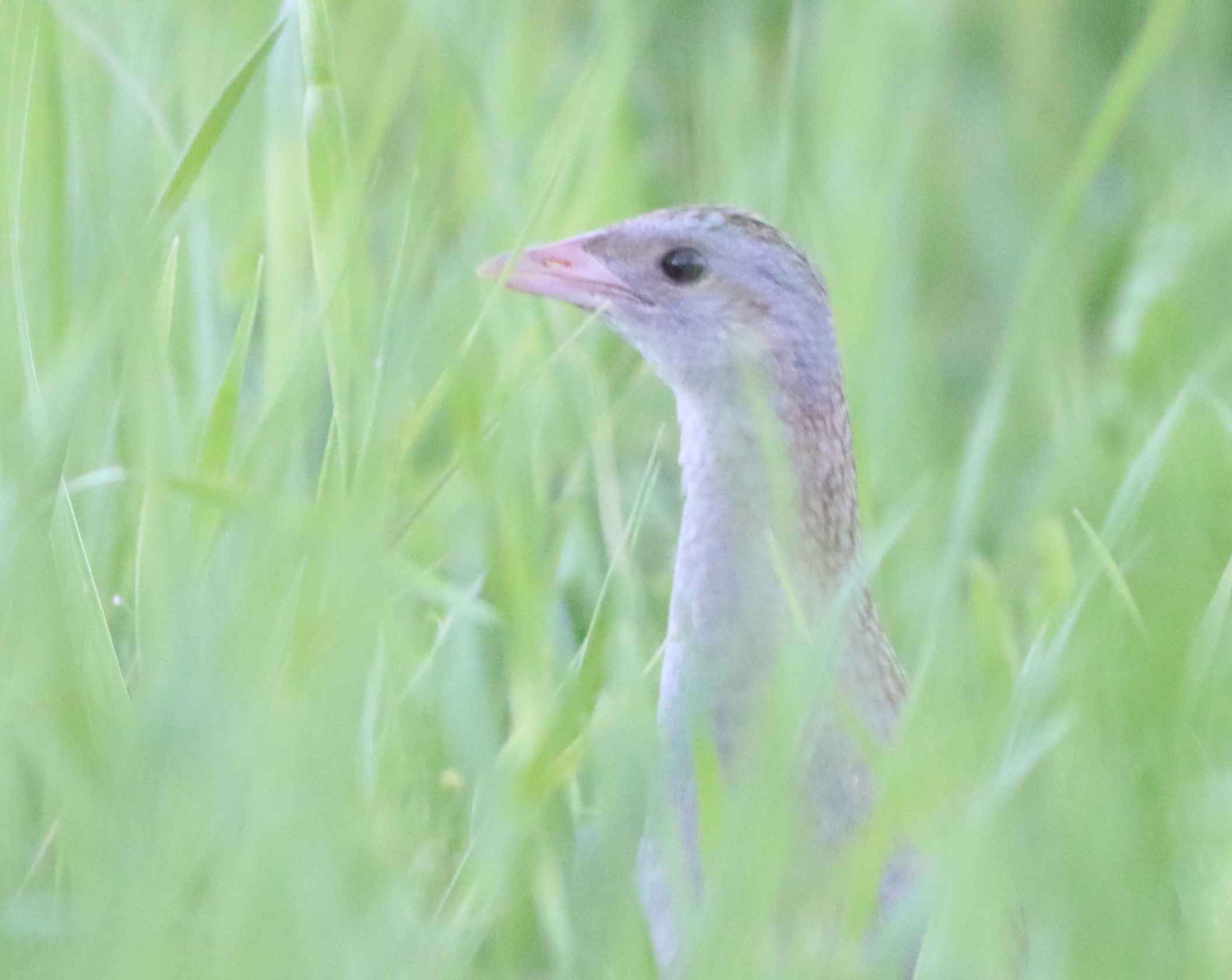 Corn Crake